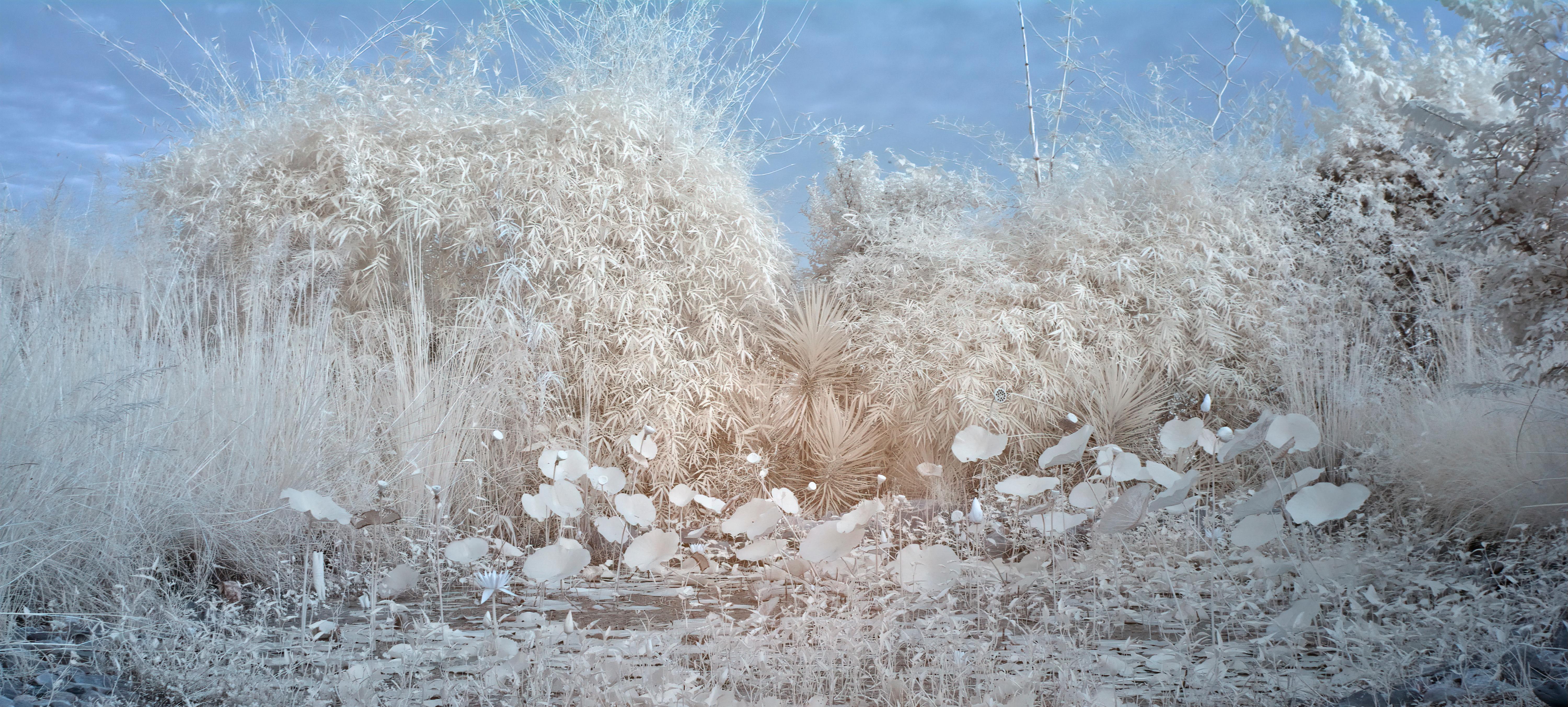 Aditya Dicky Singh Color Photograph - Large Landscape Ethereal Nature Wildlife Photograph India White Blue Lotus Pond 