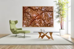 Large Landscape Photographs Trees Nature Wildlife Orange Blue Forest India