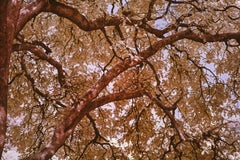 Grandes photographies de paysages Arbres Nature Faune Orange Bleu Forêt Inde
