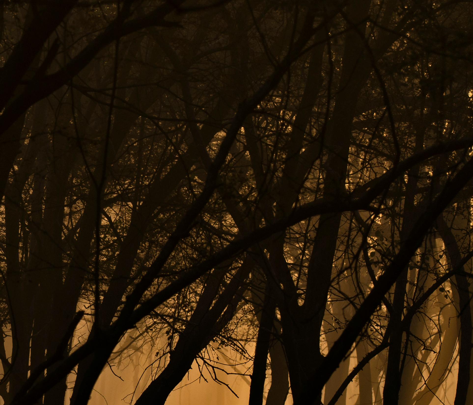 Gran Paisaje Puesta de Sol Árboles Naturaleza Vida Salvaje India Bosque Dhonk Árboles Naranja - Photograph Contemporáneo de Aditya Dicky Singh