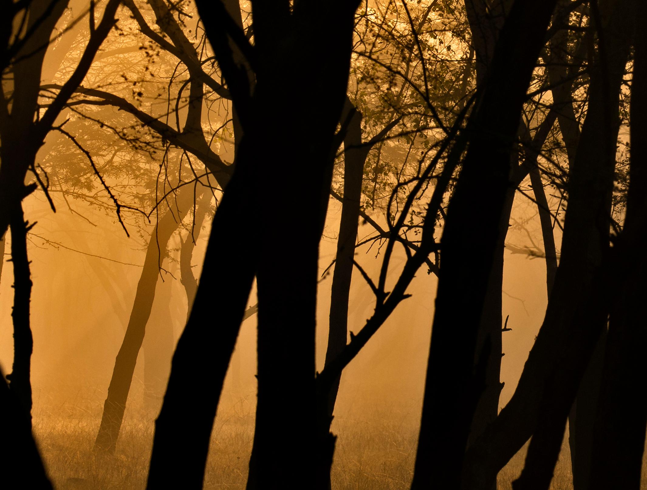 Gran Paisaje Puesta de Sol Árboles Naturaleza Vida Salvaje India Bosque Dhonk Árboles Naranja en venta 1