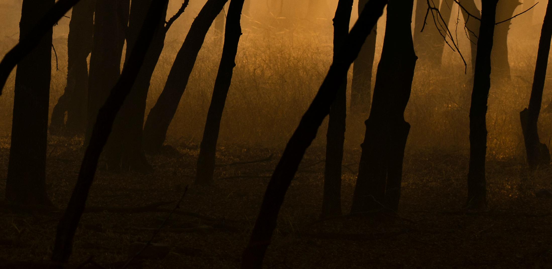 Gran Paisaje Puesta de Sol Árboles Naturaleza Vida Salvaje India Bosque Dhonk Árboles Naranja en venta 3