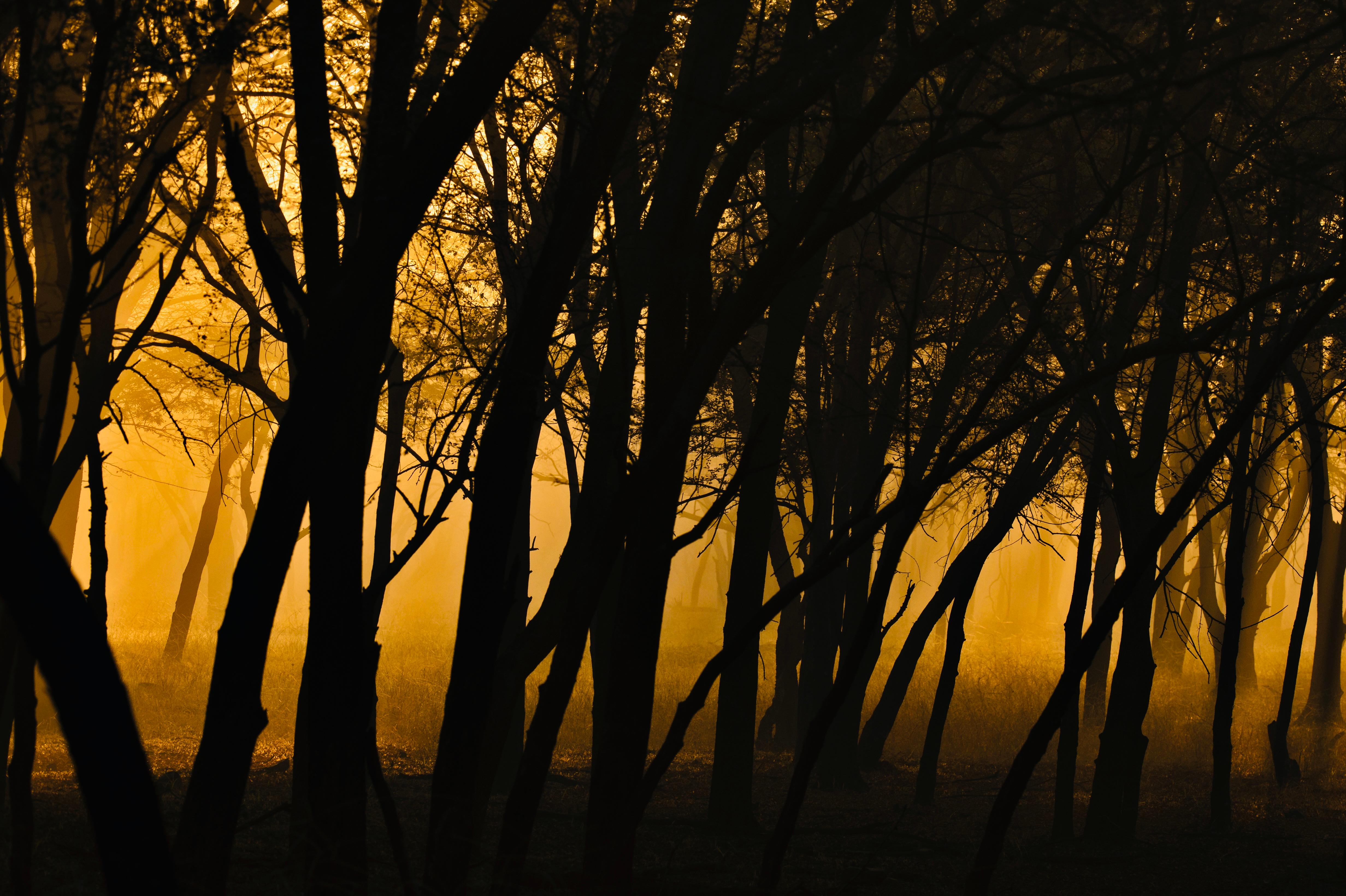 Color Photograph de Aditya Dicky Singh - Gran Paisaje Puesta de Sol Árboles Naturaleza Vida Salvaje India Bosque Dhonk Árboles Naranja