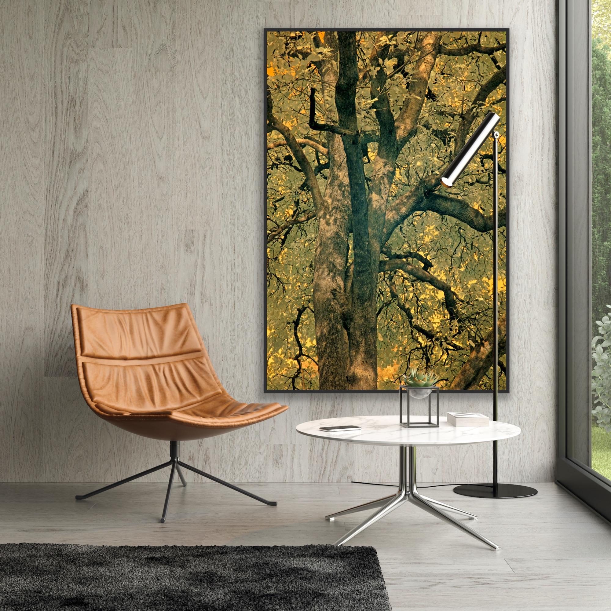 Large Landscape Tree Nature Wildlife Photograph India Orange Green Yellow Forest For Sale 9