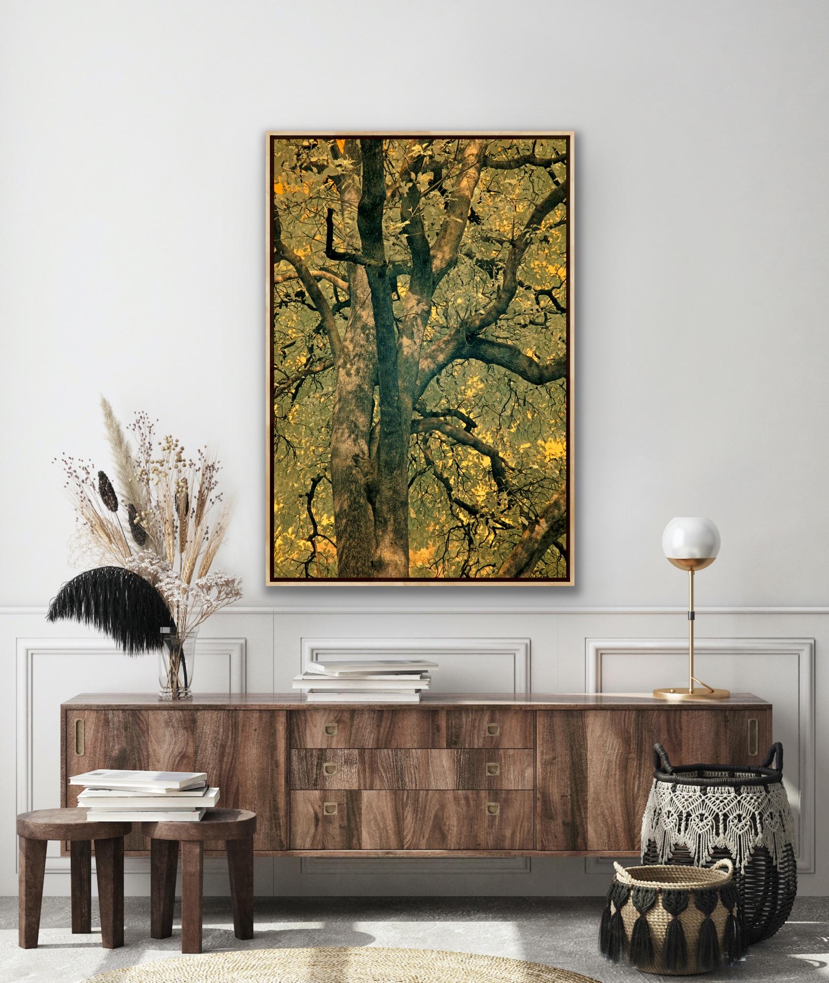 Large Landscape Tree Nature Wildlife Photograph India Orange Green Yellow Forest For Sale 10