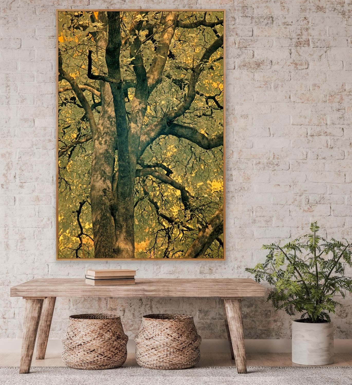 Large Landscape Tree Nature Wildlife Photograph India Orange Green Yellow Forest For Sale 14
