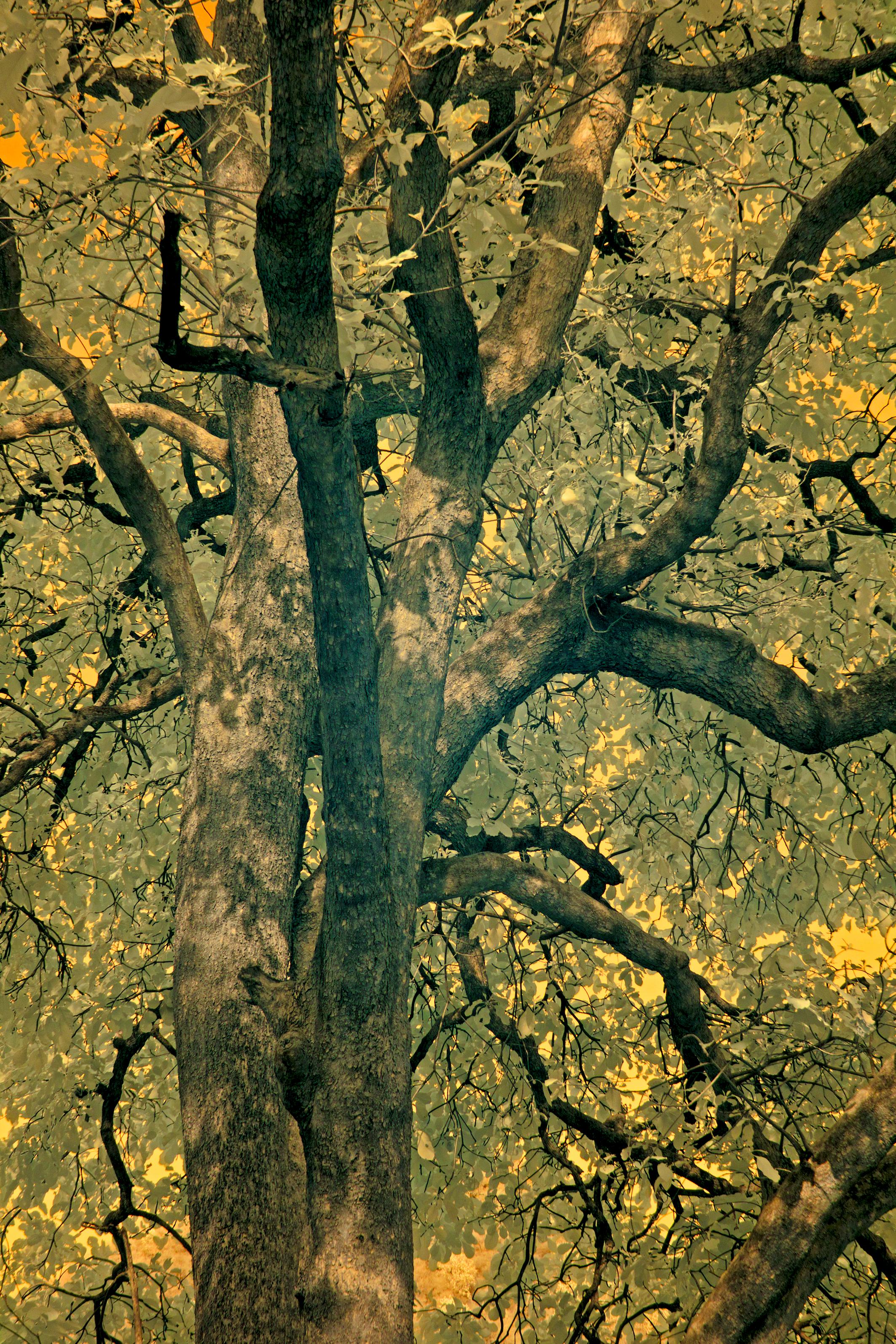 Aditya Dicky Singh Landscape Photograph - Large Landscape Tree Nature Wildlife Photograph India Orange Green Yellow Forest