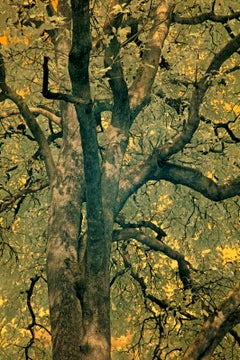 Large Landscape Tree Nature Wildlife Photograph India Orange Green Yellow Forest