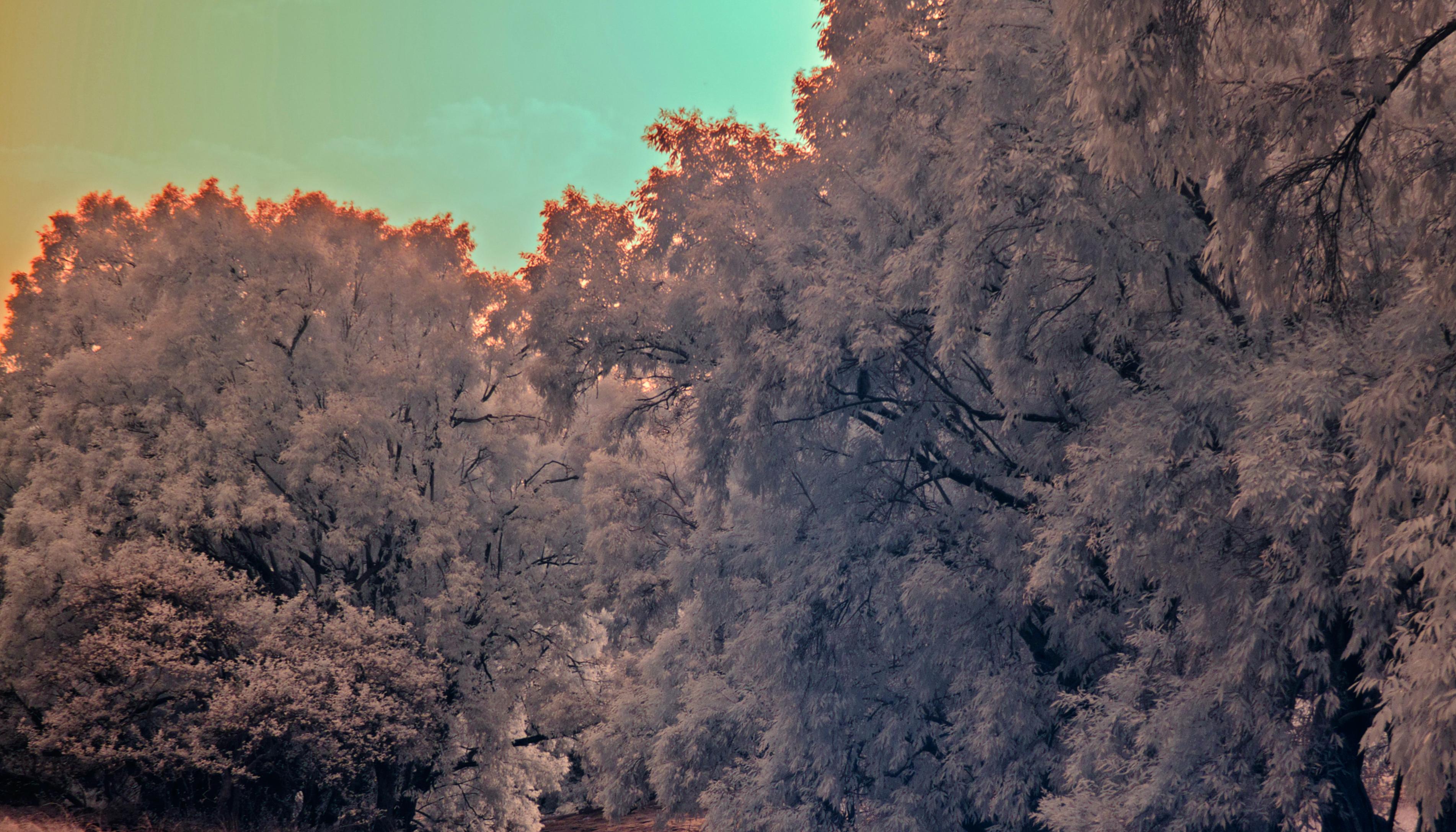 Grande paesaggio vintage foresta natura lago albero blu arance fauna indiana - Photograph Contemporaneo di Aditya Dicky Singh