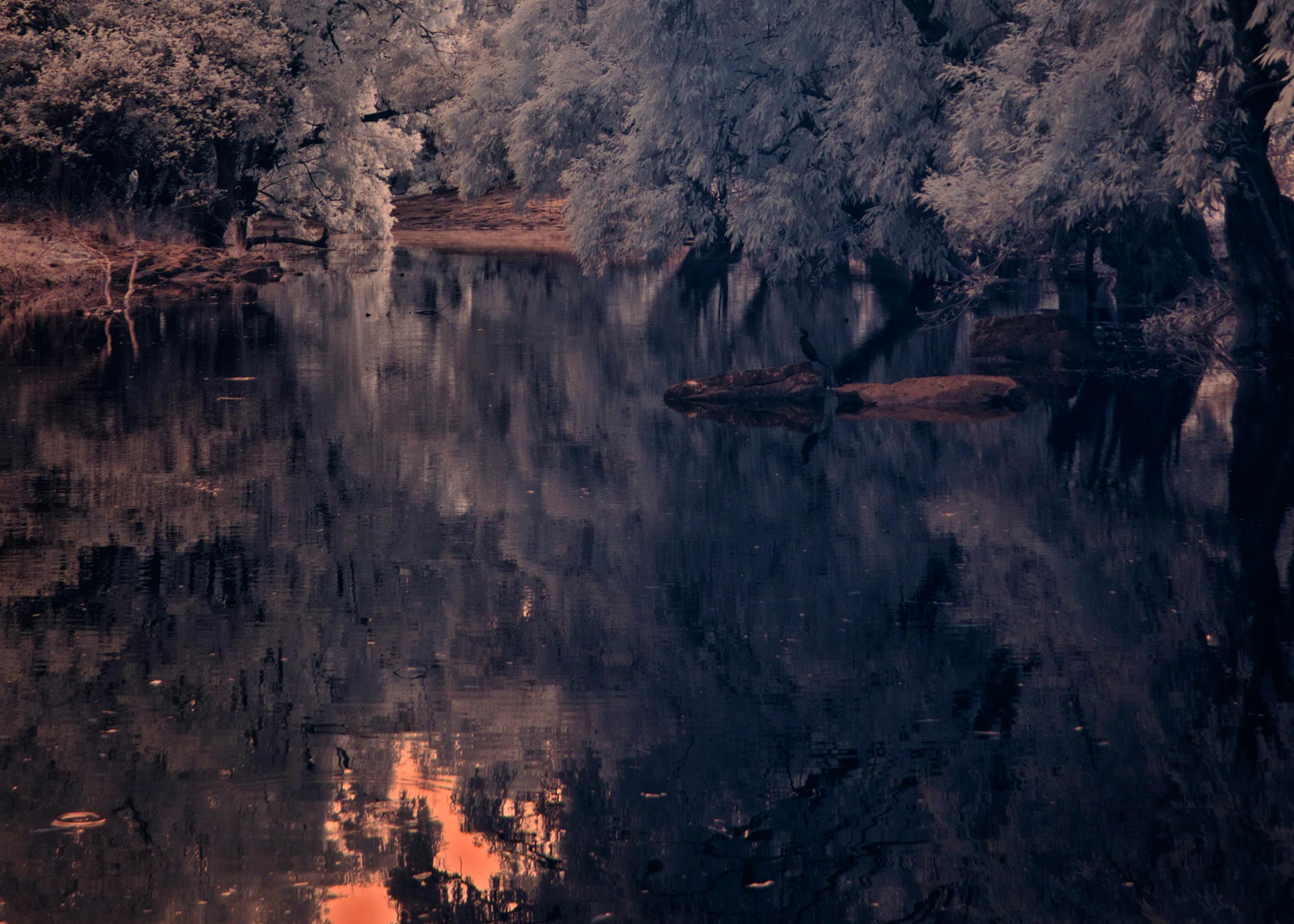 Grande paesaggio vintage foresta natura lago albero blu arance fauna indiana - Color Photograph Nero di Aditya Dicky Singh