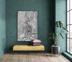 Large Leopard Black White Landscape Photograph Nature Wildlife Cat Forest Kenya