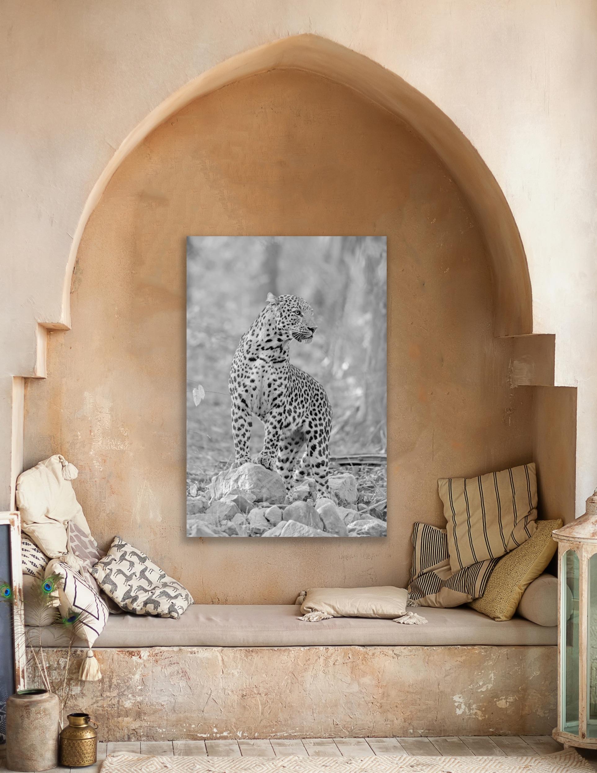 Großer Leopard Schwarz Weiß Landschaft Fotografie Natur Wildtiere Katze Wald Kenia (Zeitgenössisch), Photograph, von Aditya Dicky Singh