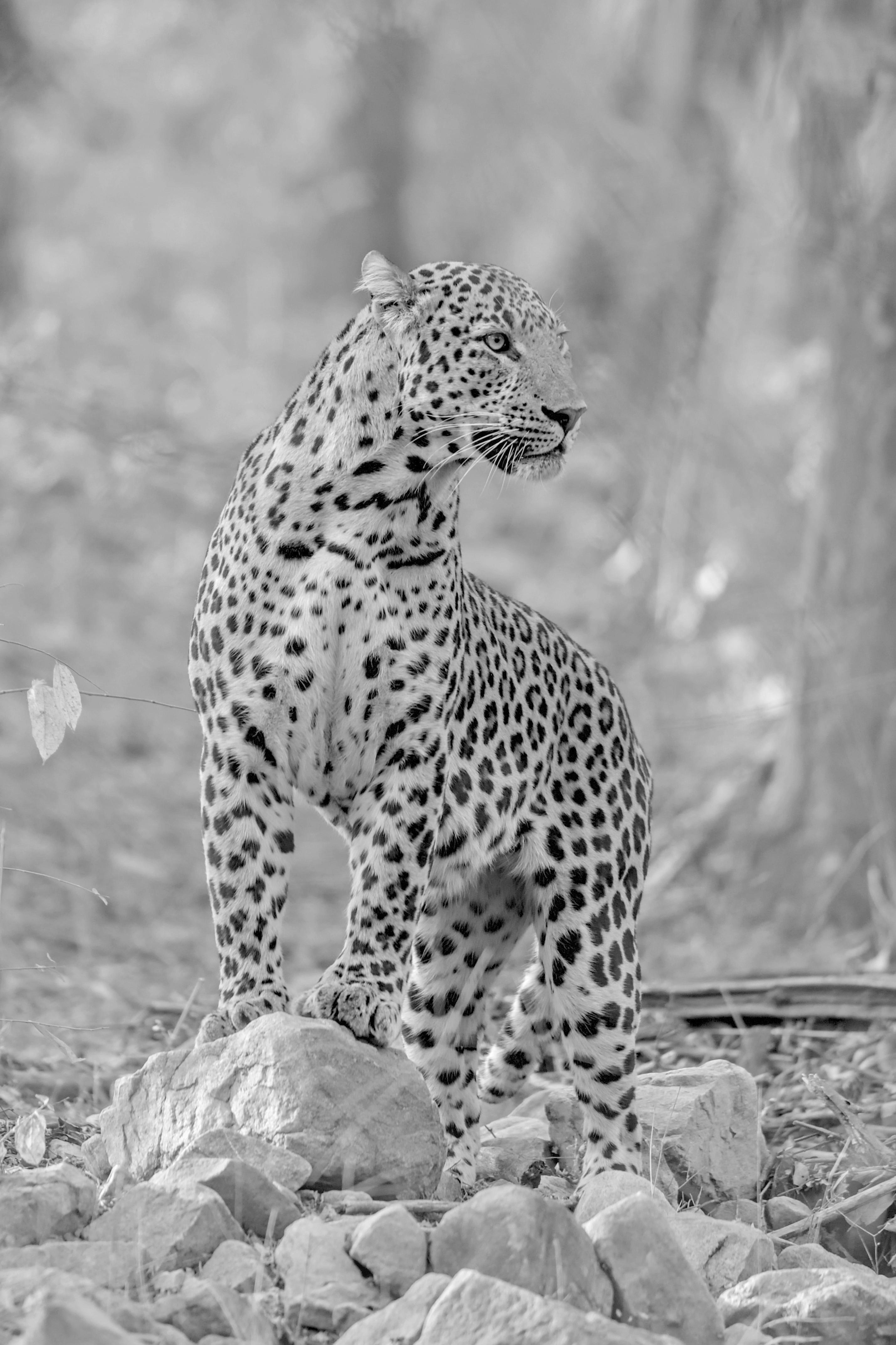 Aditya Dicky Singh Black and White Photograph – Großer Leopard Schwarz Weiß Landschaft Fotografie Natur Wildtiere Katze Wald Kenia