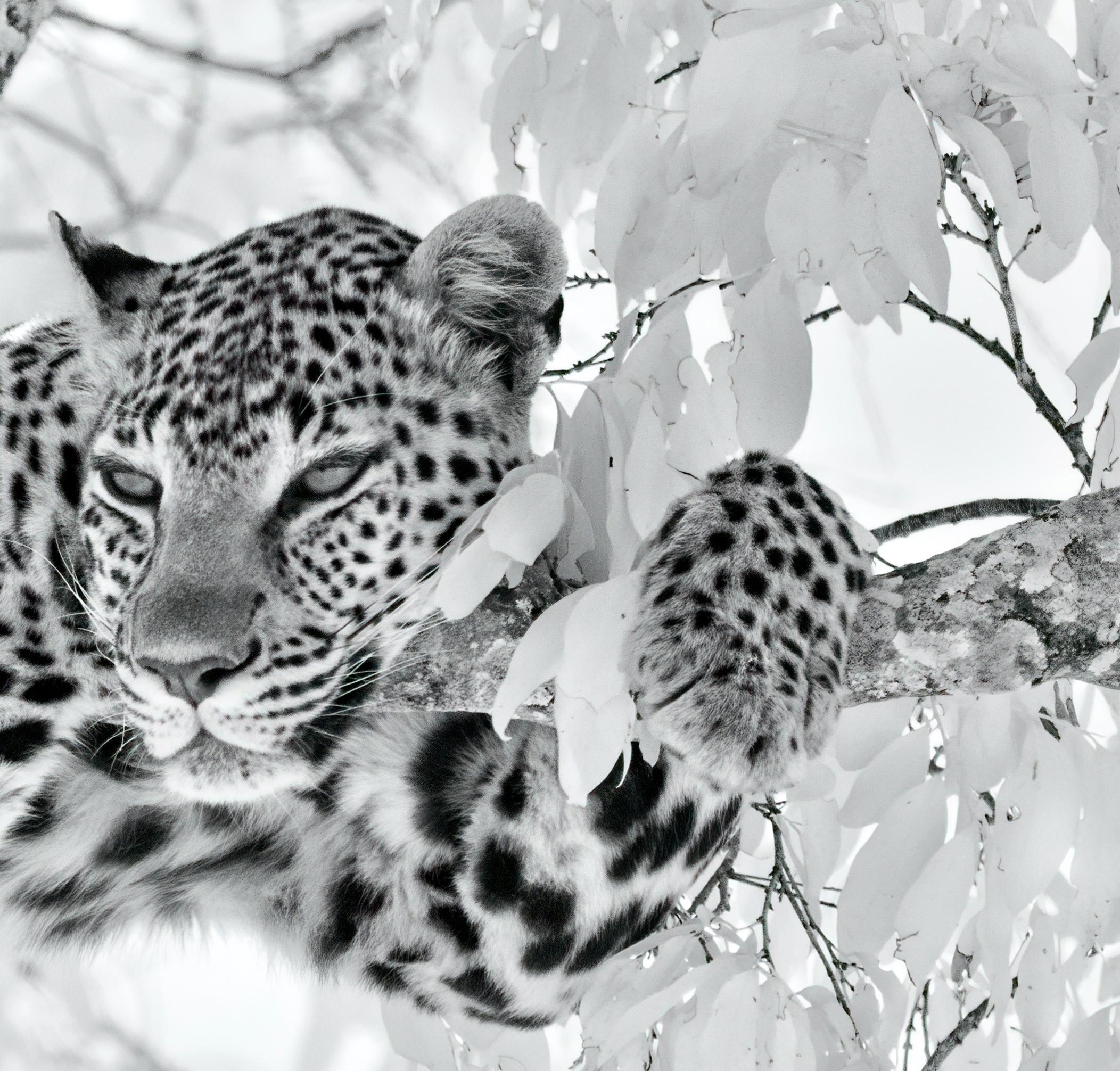 Animal Landscape Large Photograph Leopard Black White Nature Africa Wildlife  - Contemporary Print by Aditya Dicky Singh