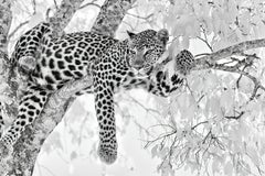 Animal Landscape Large Photograph Leopard Black White Nature Africa Wildlife 