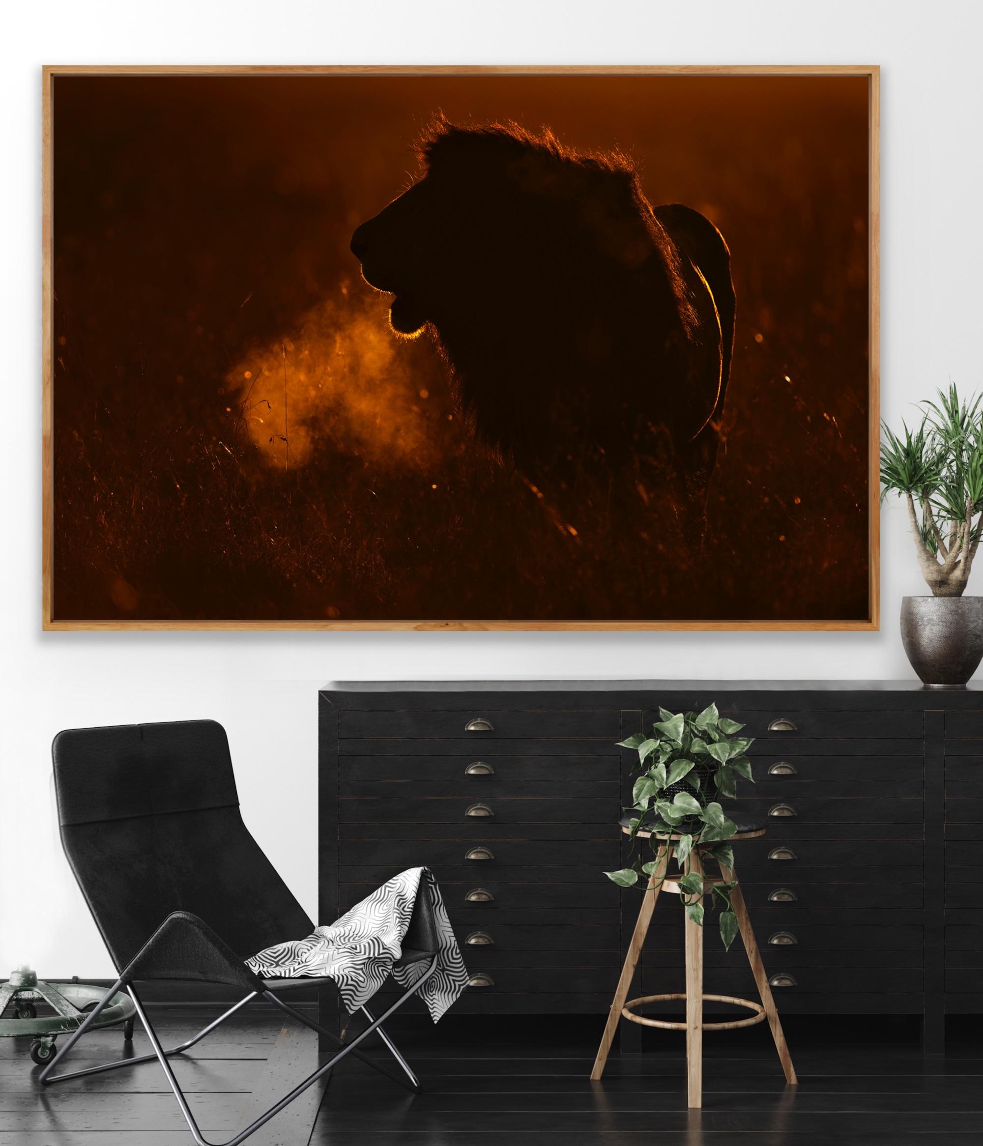 Landscape Photography Nature Animal Large African Lion Wildlife Orange Sunset  For Sale 13