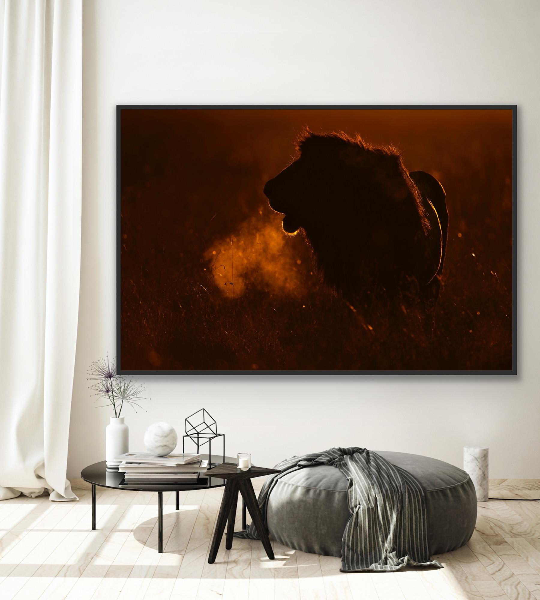 Landscape Photography Nature Animal Large African Lion Wildlife Orange Sunset  For Sale 14