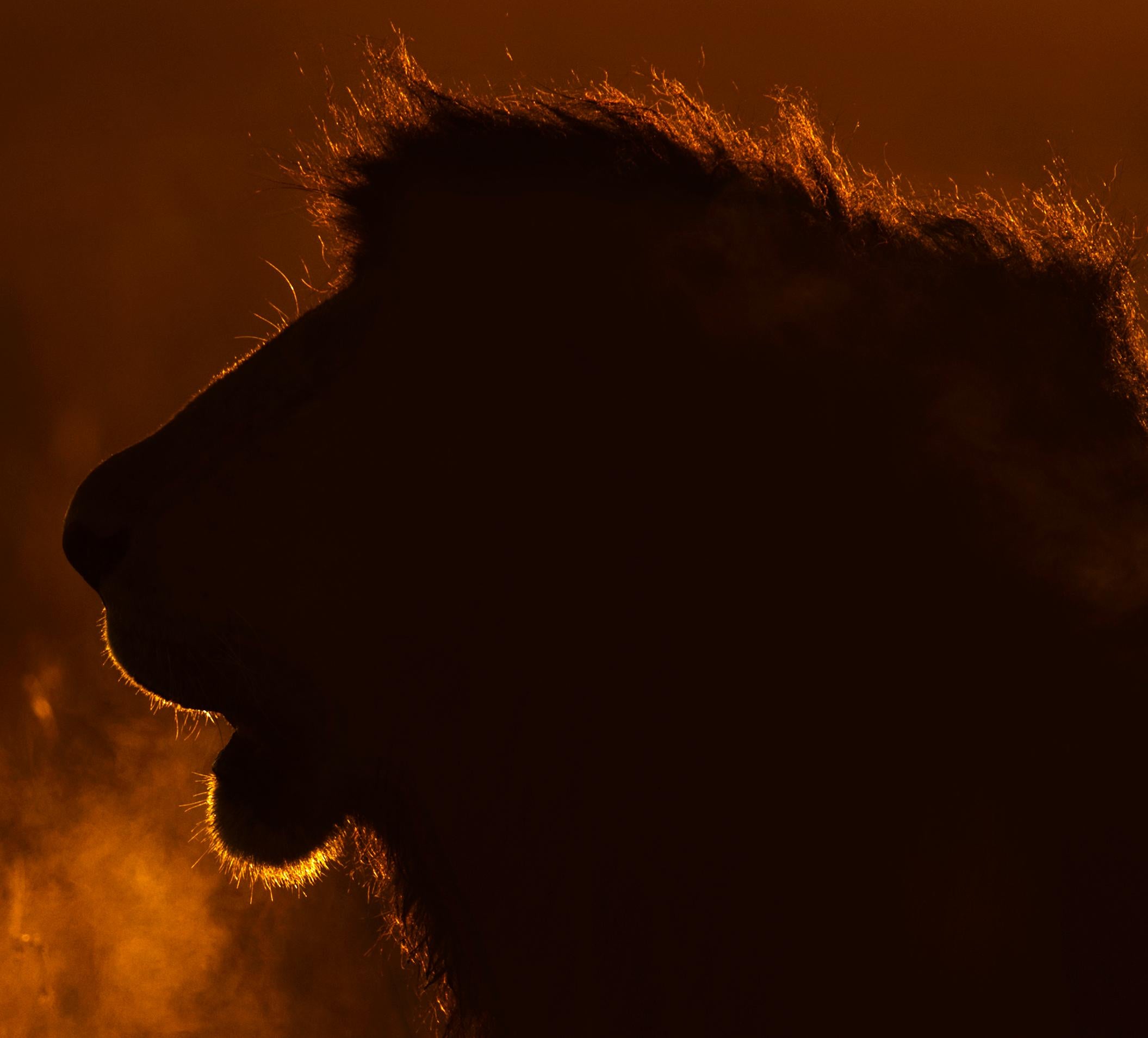 Landscape Photography Nature Animal Large African Lion Wildlife Orange Sunset  en vente 1