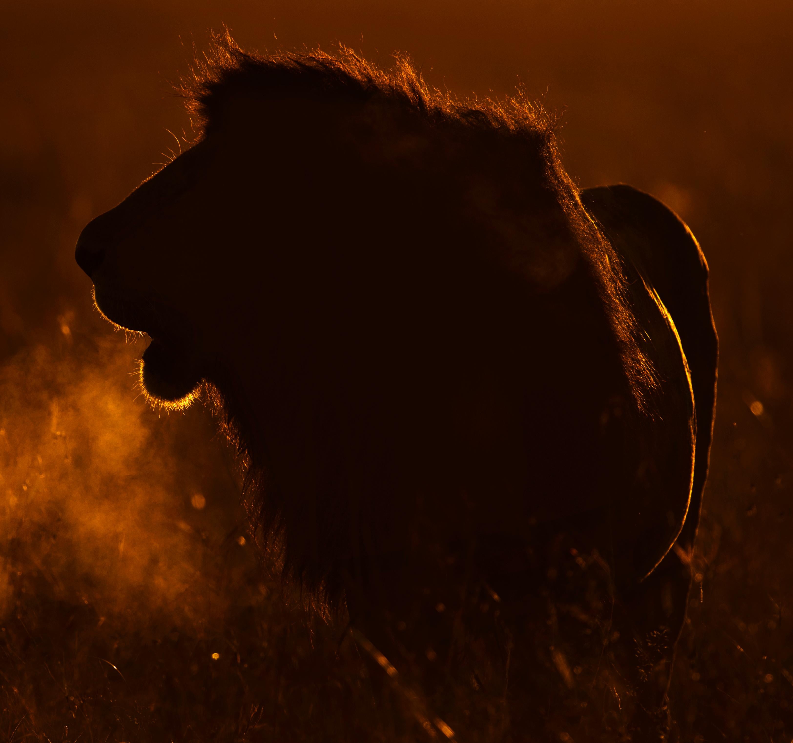 Landscape Photography Nature Animal Large African Lion Wildlife Orange Sunset  en vente 3