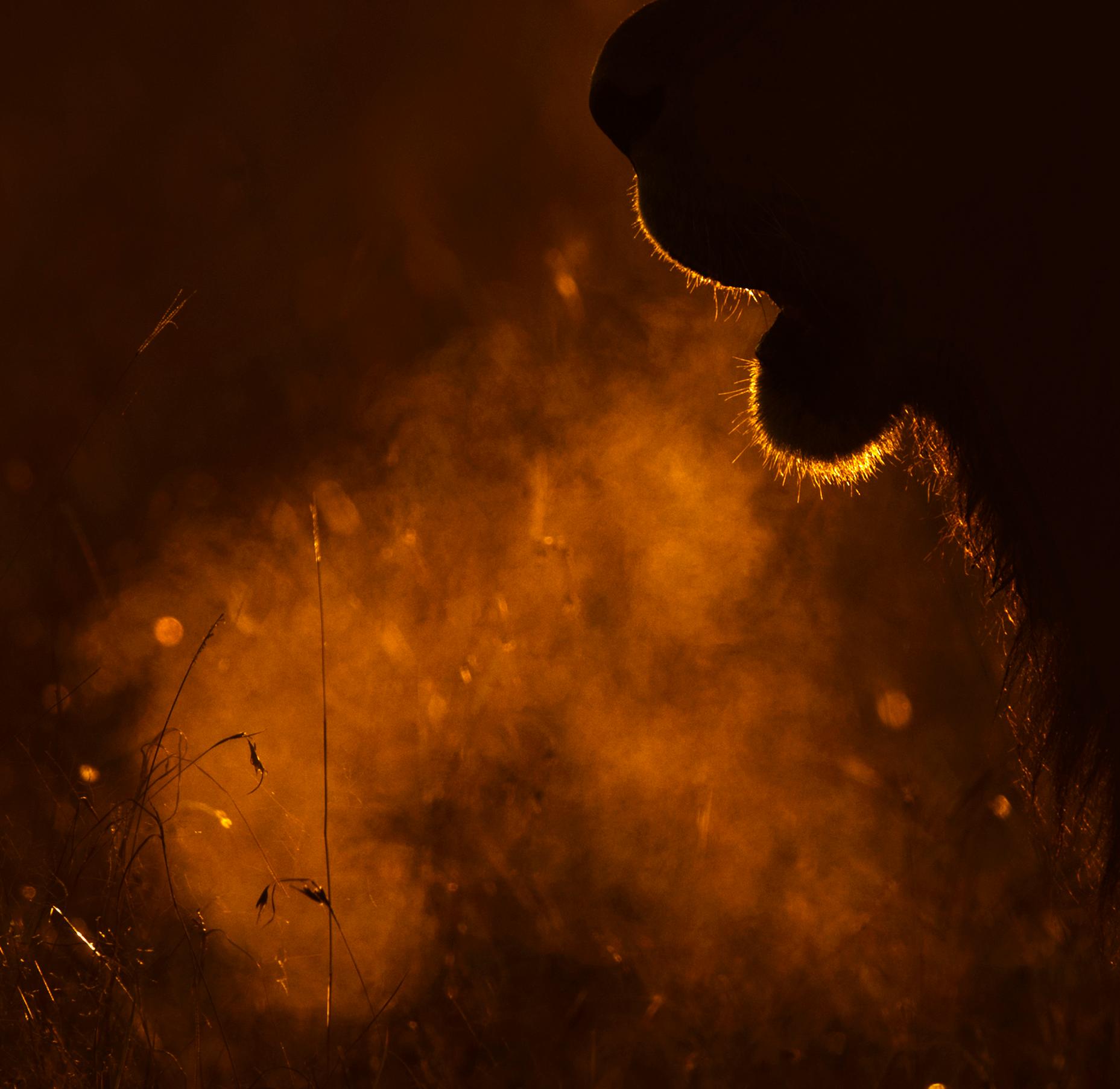 Landscape Photography Nature Animal Large African Lion Wildlife Orange Sunset  en vente 4