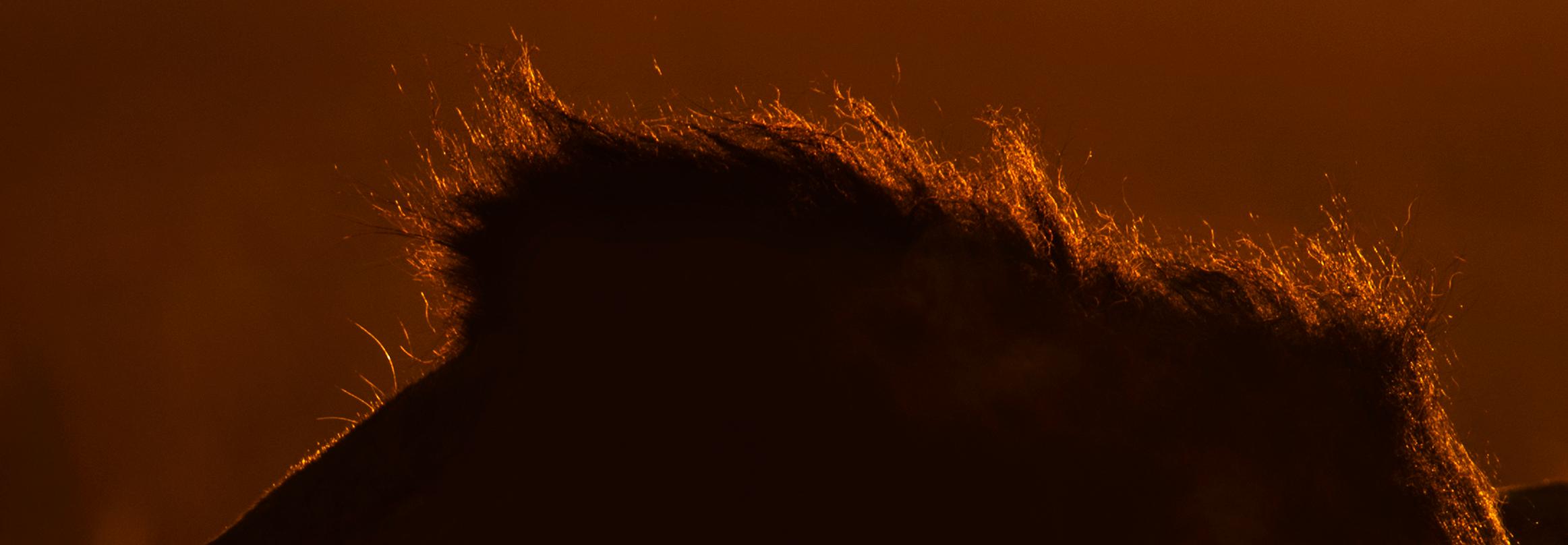Landscape Photography Nature Animal Large African Lion Wildlife Orange Sunset For Sale 3