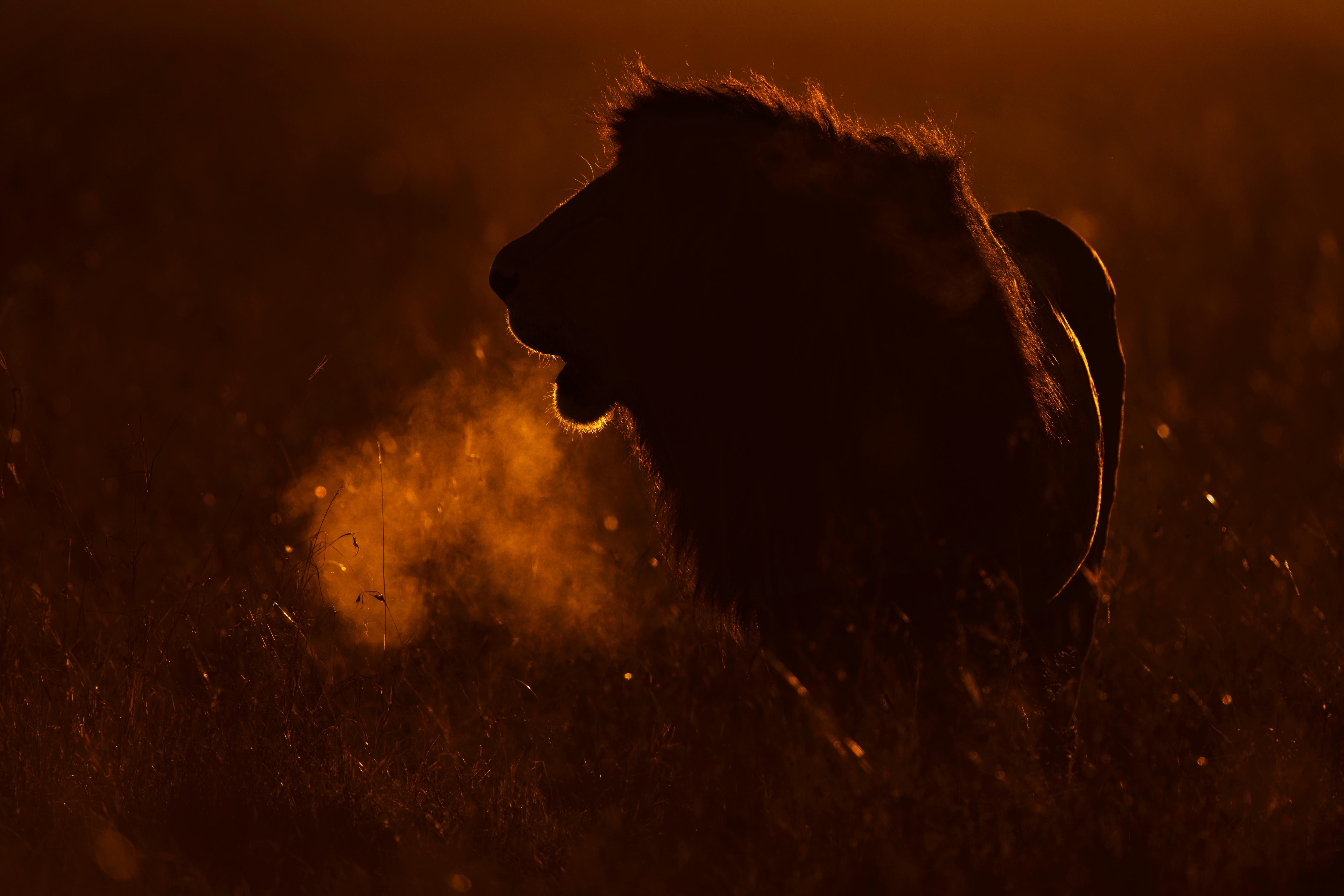 Landschaftsfotografie Natur Tier Großer Afrikanischer Löwe Wildtiere Orange Sonnenuntergang 