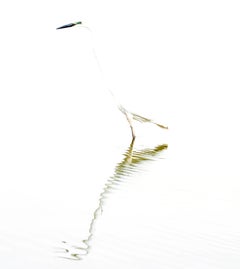 Minimalistische Tier-Nature Große Fotografie Weißer Vogel Großer Egret 1/8 Indien Wildtiere