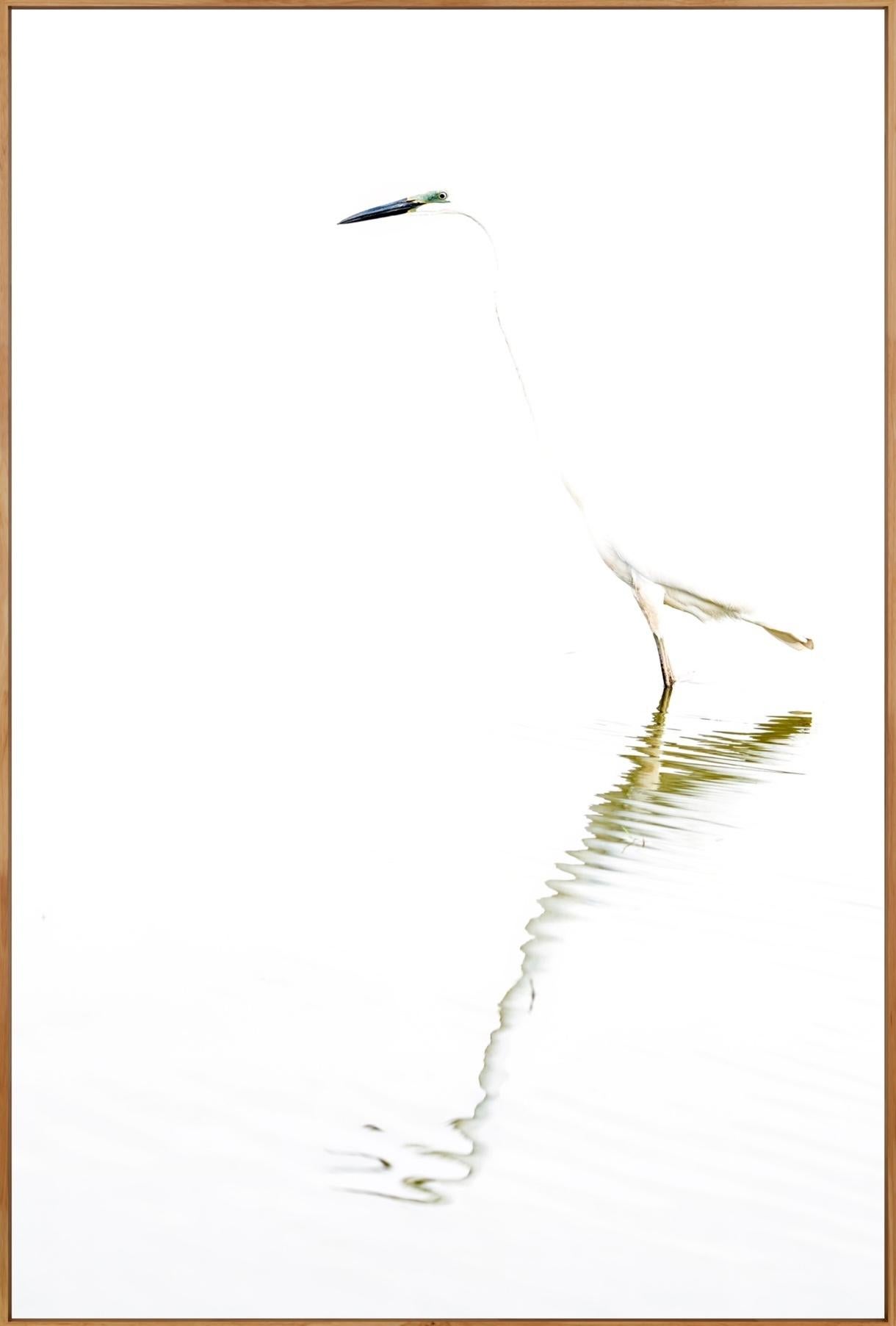 Aditya Dicky Singh Color Photograph - Minimal Animal Nature Large Photograph White Bird Great Egret 1/8 India Wildlife