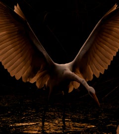 Nature Landscape Large Photograph Egrets Birds India Dawn Wildlife Water Orange