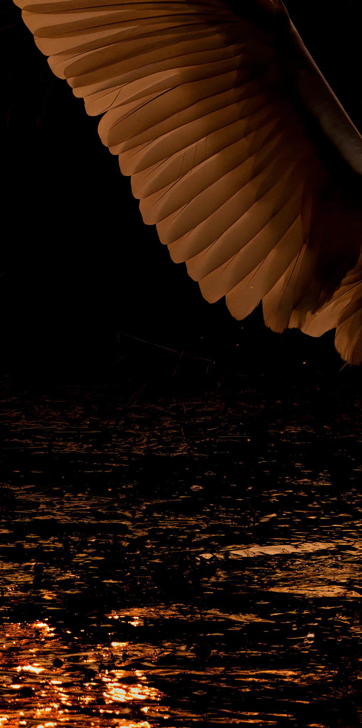 Nature Paesaggio Grande Fotografia Aironi Uccelli India Alba Vita Selvatica Acqua Arancione - Photograph Contemporaneo di Aditya Dicky Singh