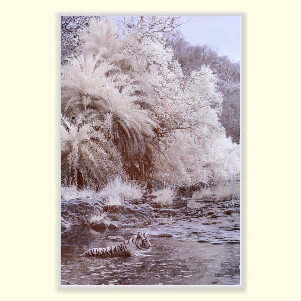 Nature Landscape Photograph Black & White Tiger Palm Trees River Wildlife India For Sale 7