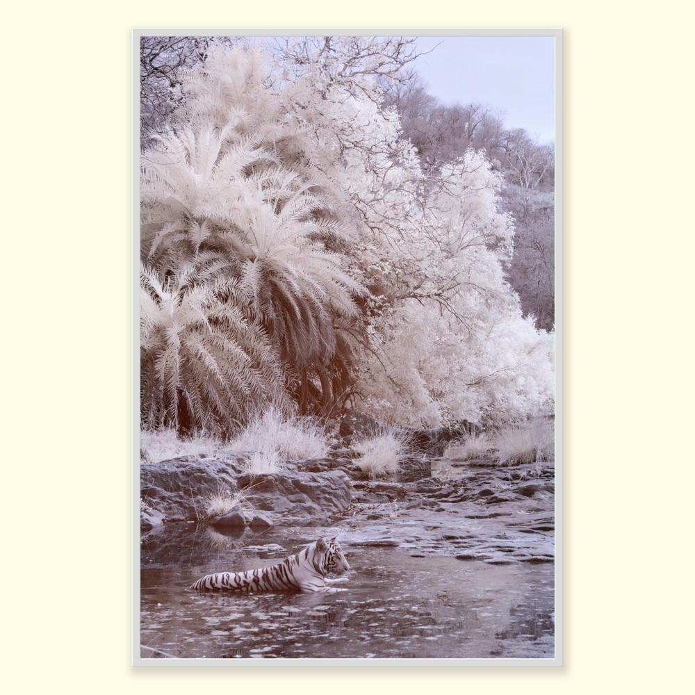 Nature Large Black & White Photograph Tiger Palm Tree Tiger River Wildlife India For Sale 9
