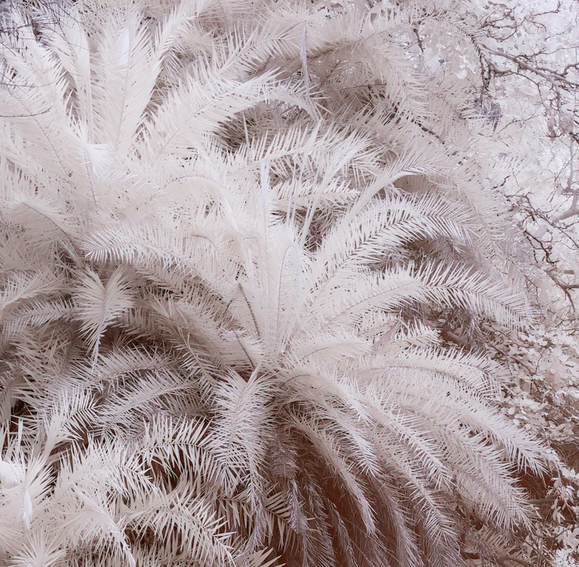 Nature Landscape Photograph Black & White Tiger Palm Trees River Wildlife India - Gray Color Photograph by Aditya Dicky Singh