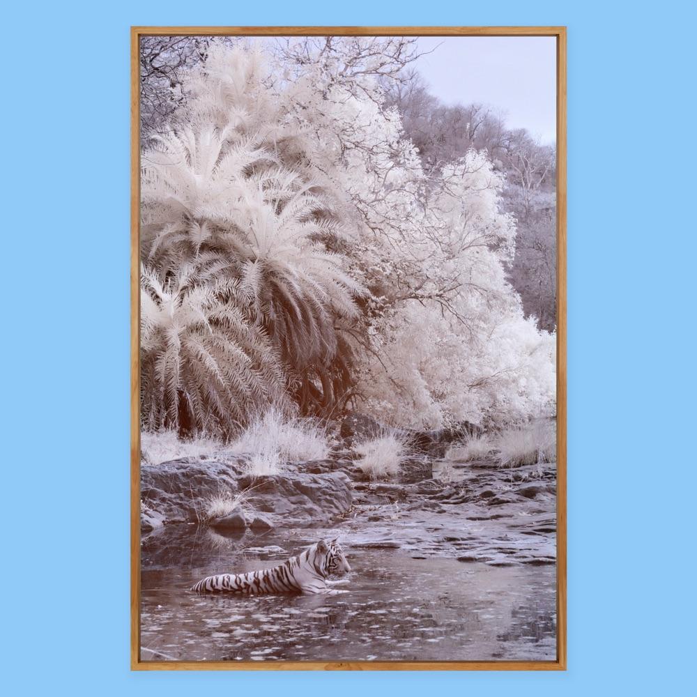 Nature Landscape Photograph Black & White Tiger Palm Trees River Wildlife India For Sale 5