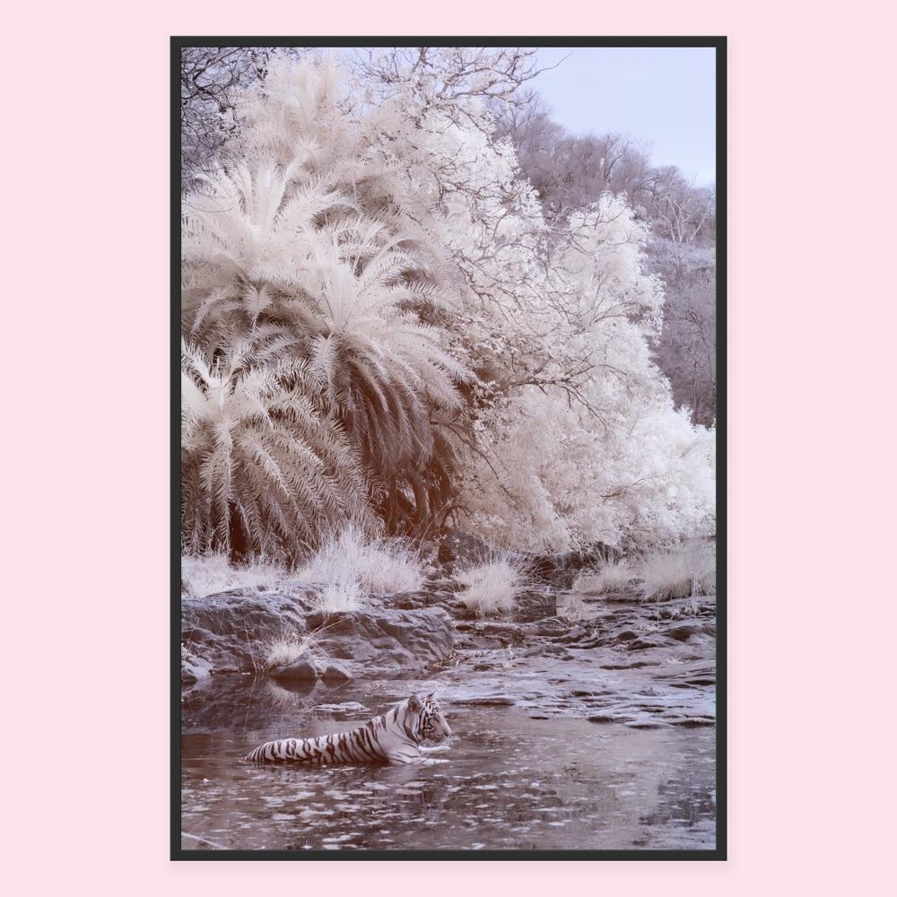 Nature Landscape Photograph Black & White Tiger Palm Trees River Wildlife India For Sale 6