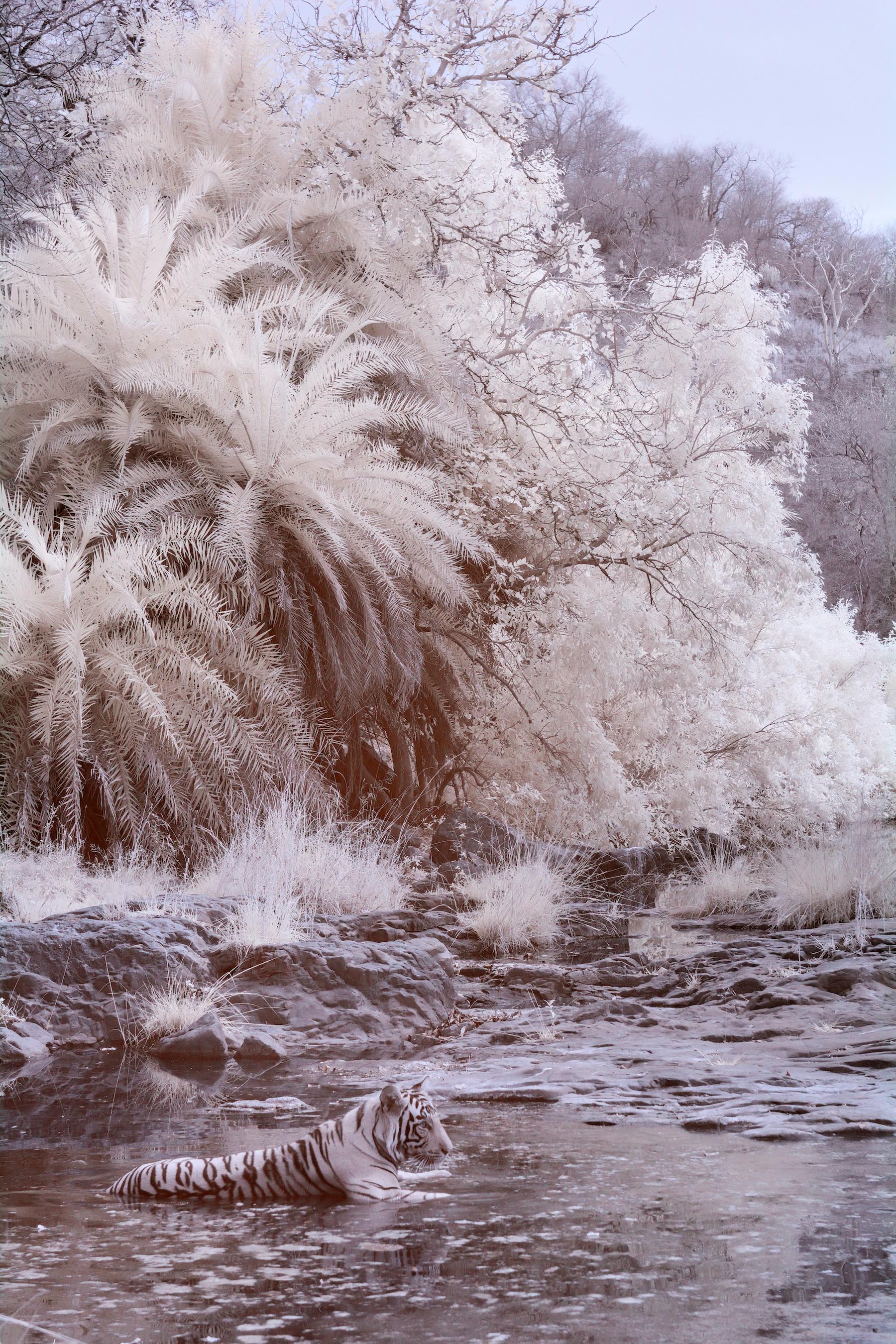 Aditya Dicky Singh Color Photograph - Nature Landscape Photograph Black & White Tiger Palm Trees River Wildlife India