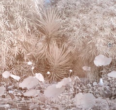 Nature Landscape Lily Pond Blue White Infrared Wildlife Photograph India