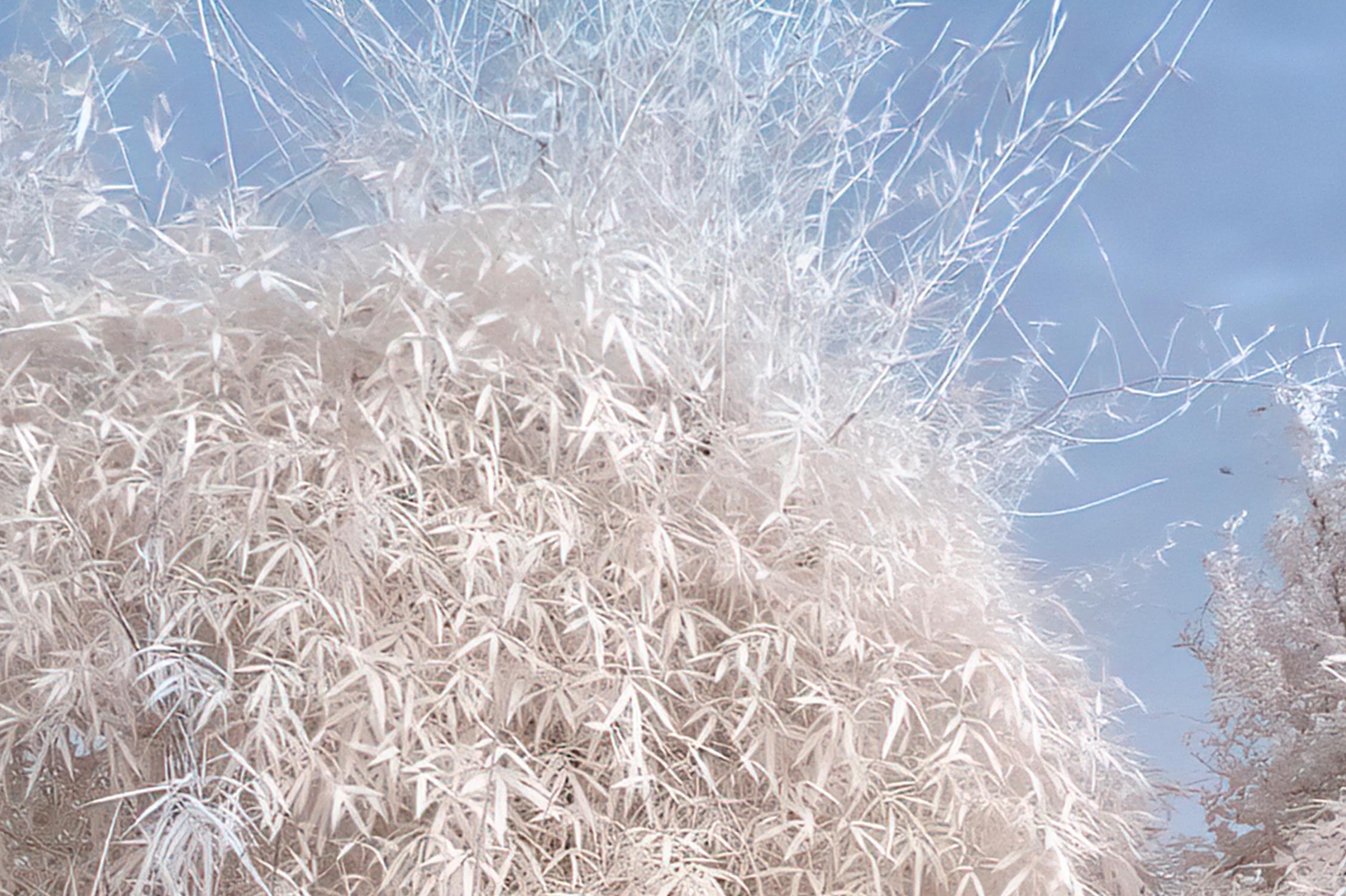 Aditya Dicky Singh,  Untitled,  Infrared photograph on fine-art Hahnemuhle archival paper, 36