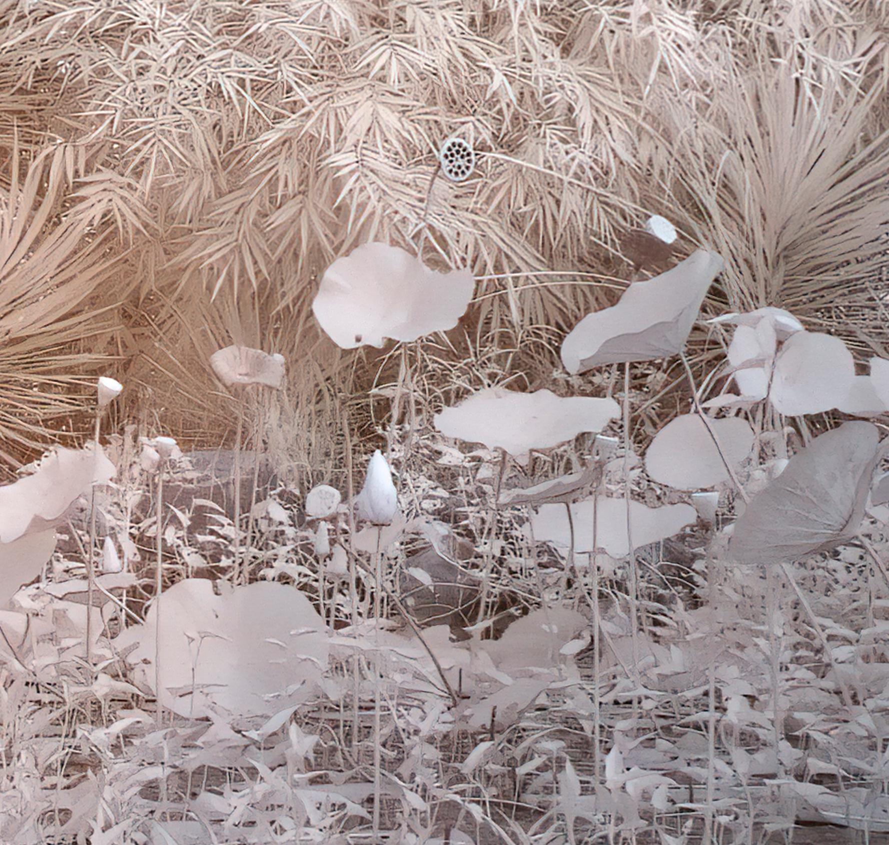 Nature Landscape Lily Pond Blue White Infrared Wildlife Photograph India For Sale 2