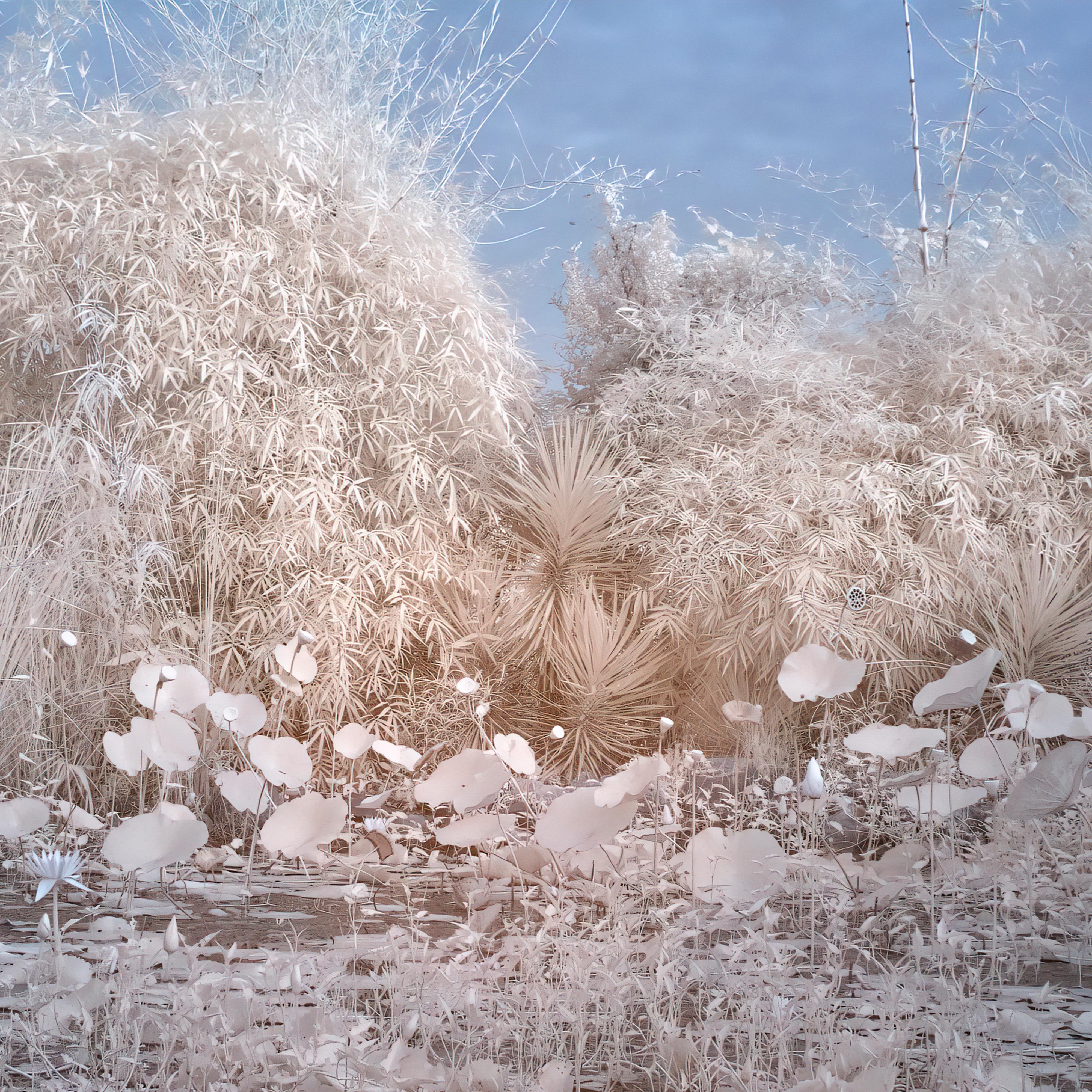 Aditya Dicky Singh Color Photograph - Nature Landscape Lily Pond Blue White Infrared Wildlife Photograph India