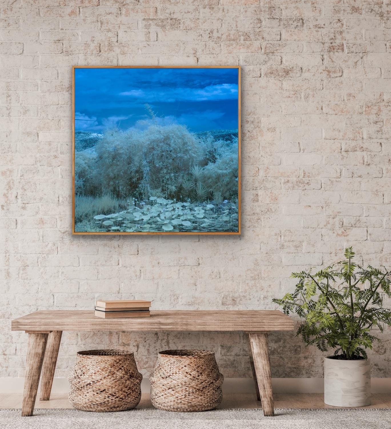 Natura Laghetto delle ninfee Quadrato Paesaggio Blu Bianco Etereo Fauna selvatica Fotografia India in vendita 11