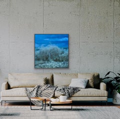 Natur Lily Pond Quadratische Landschaft Blau Weiß Ätherische Wildtierfotografie Indien