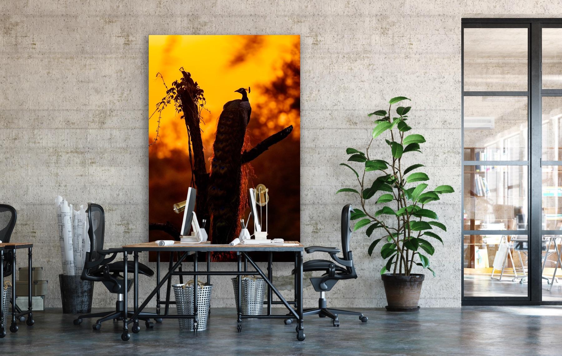 Paysage Animal Grande Photographie Nature Paon Coucher de soleil Indien Orange Arbres  en vente 3