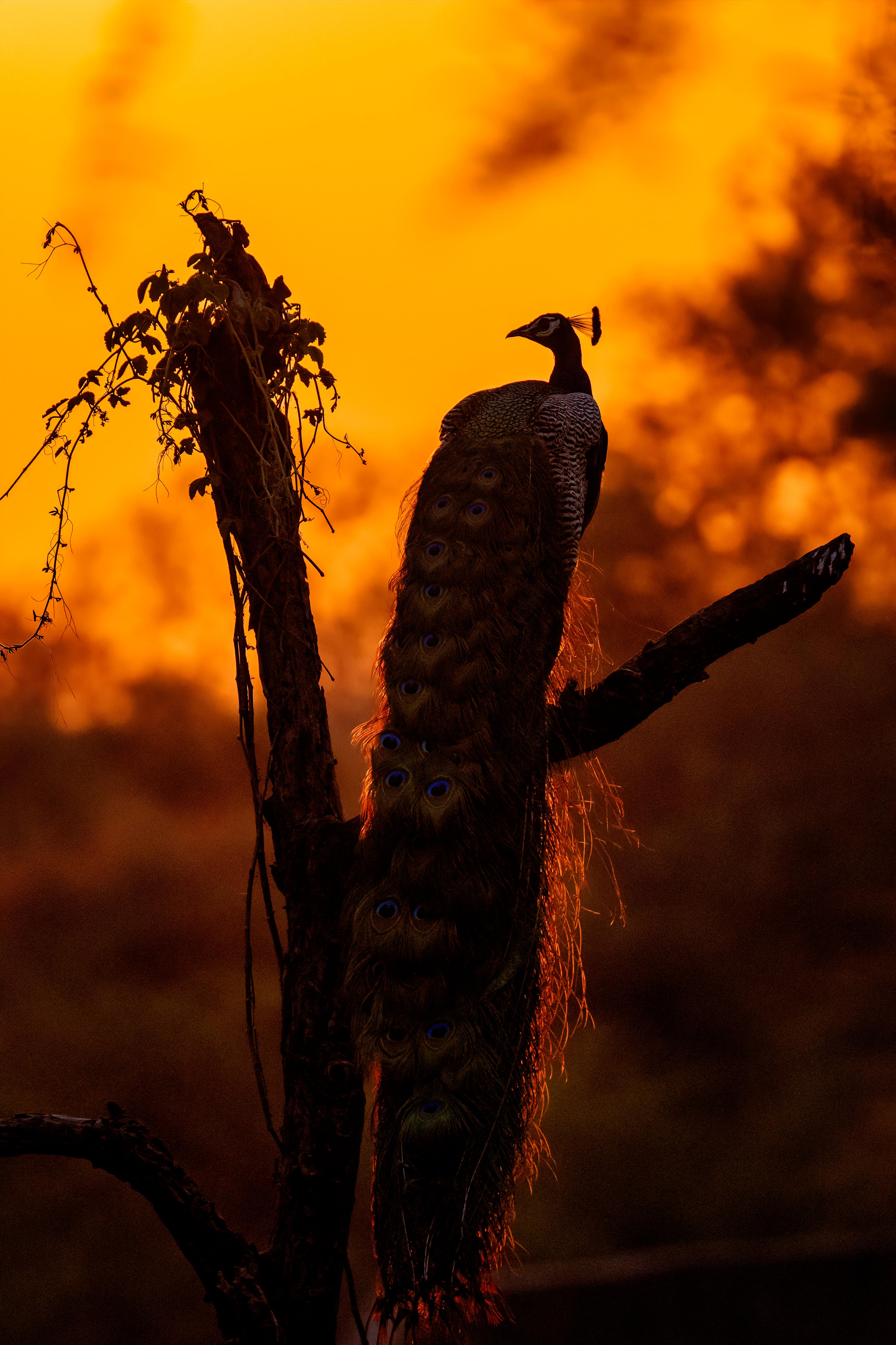 Animal Print Aditya Dicky Singh - Paysage Animal Grande Photographie Nature Paon Coucher de soleil Indien Orange Arbres 