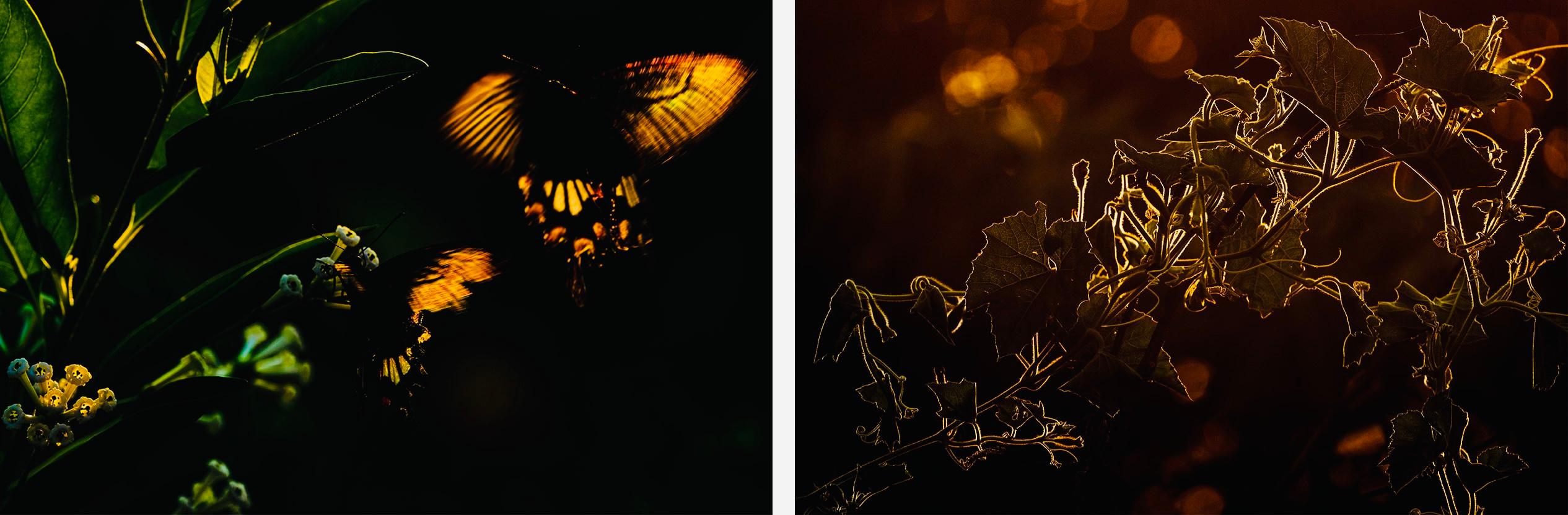 Aditya Dicky Singh,  Untitled diptych, photograph on fine-art Hahnemuhle archival paper  
Two photographic works, each photograph 44 x 65" unframed (91cm x 135cm). Total size 44" x 130" ( 91cm x 170cm),  2022
*Please note the sizes above are the