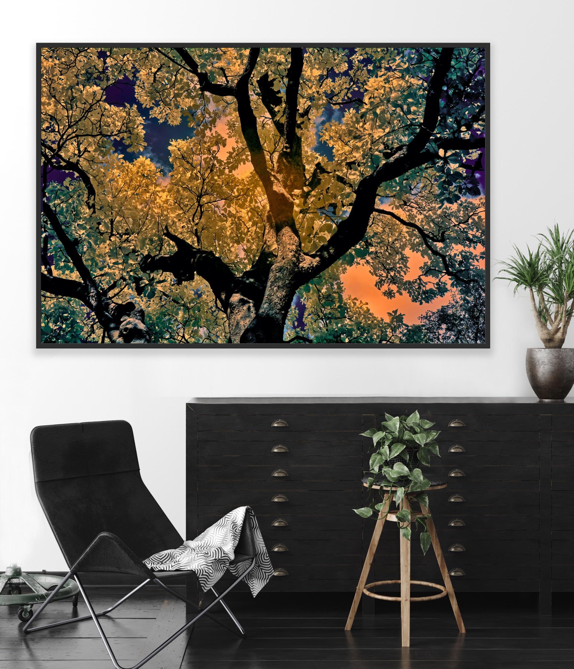 Nature Tree Landscape Große Fotografie Wildlife Indien Orange Blau Edition 4/8 im Angebot 11