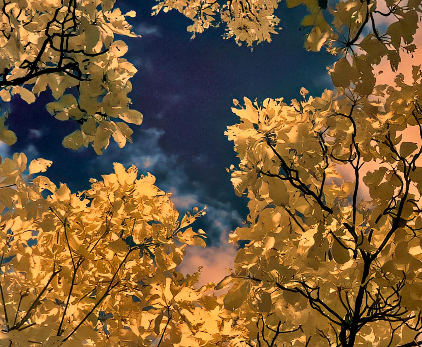 Nature Tree Landscape Große Fotografie Wildlife Indien Orange Blau Edition 4/8 – Photograph von Aditya Dicky Singh
