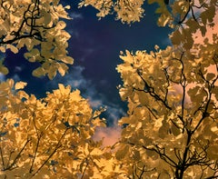 Nature Tree Landscape Large Photograph Wildlife India Orange Blue Edition 4/8