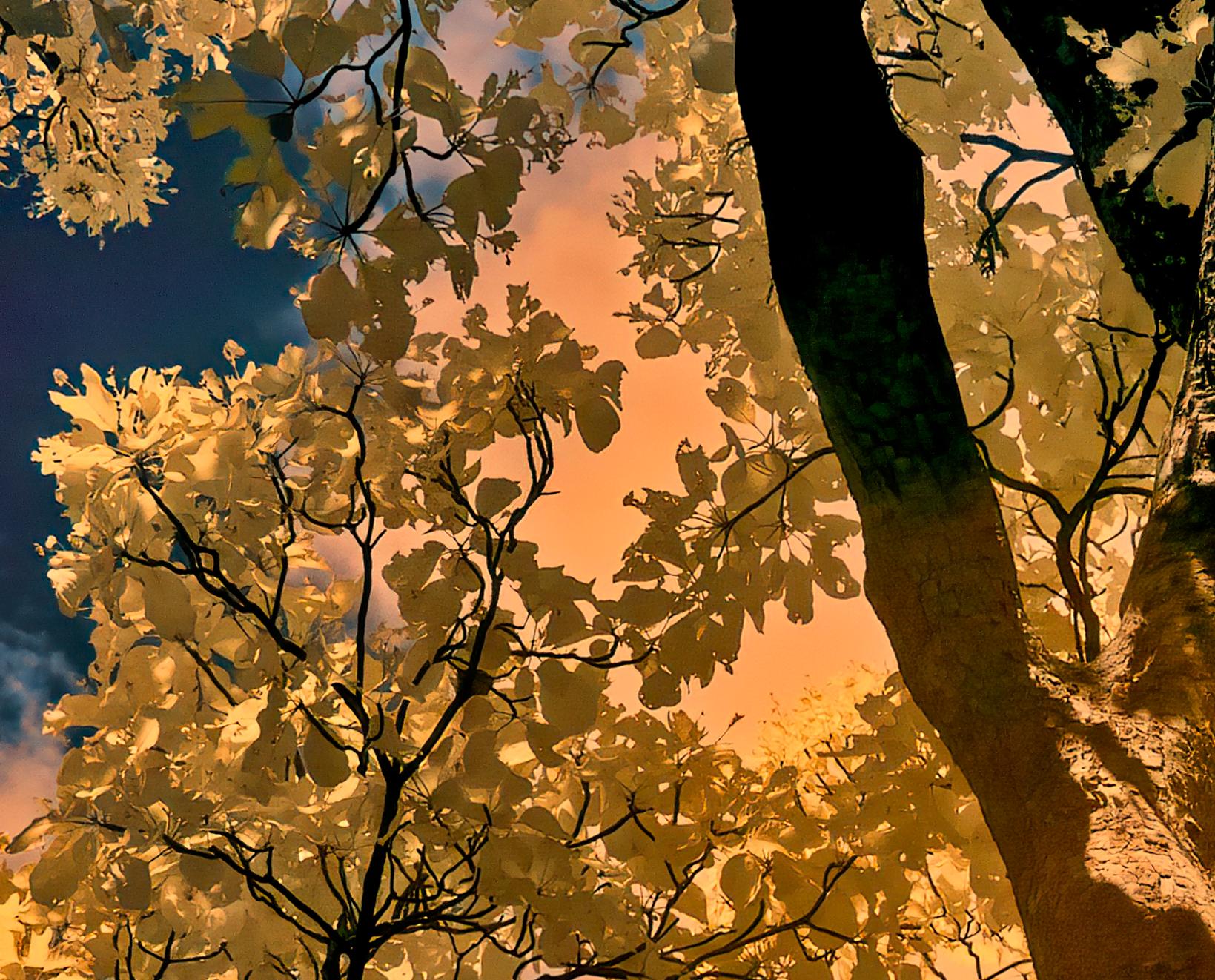 Nature Tree Landscape Große Fotografie Wildlife Indien Orange Blau Edition 4/8 (Zeitgenössisch), Photograph, von Aditya Dicky Singh