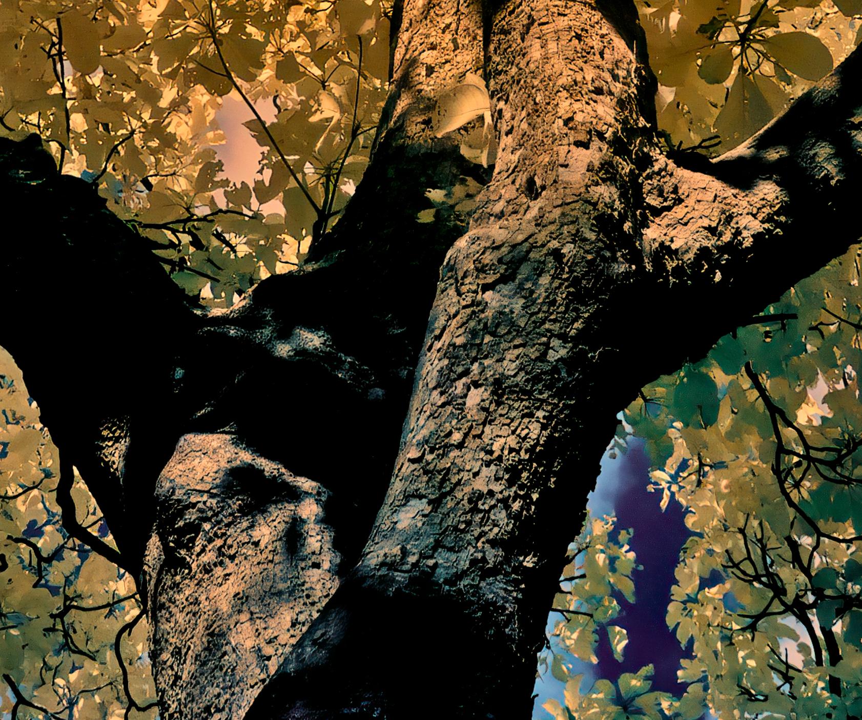 Nature Tree Landscape Große Fotografie Wildlife Indien Orange Blau Edition 4/8 (Schwarz), Color Photograph, von Aditya Dicky Singh
